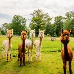 Urlaub Mit Alpakas * Sabrodt