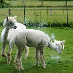 Apartman Urlaub Mit Alpakas Sabrodt