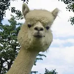 Urlaub Mit Alpakas *