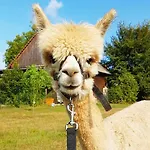 Apartman Urlaub Mit Alpakas Sabrodt