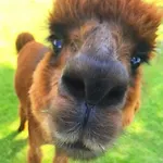 Apartman Urlaub Mit Alpakas