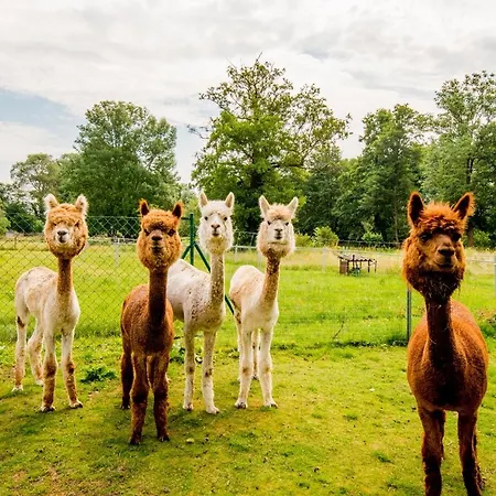 Urlaub Mit Alpakas * Sabrodt