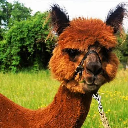 아파트 Urlaub Mit Alpakas