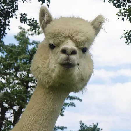 Urlaub Mit Alpakas *