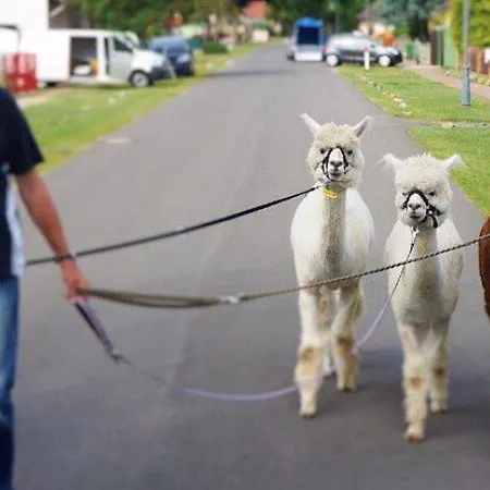 Lägenhet Urlaub Mit Alpakas *