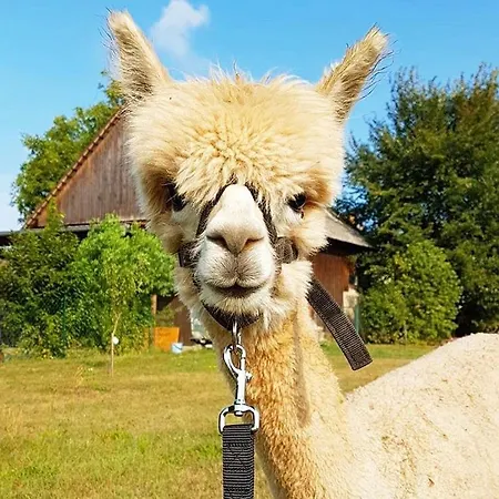Lägenhet Urlaub Mit Alpakas Sabrodt