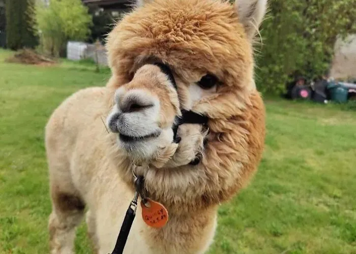 アパート Urlaub Mit Alpakas *