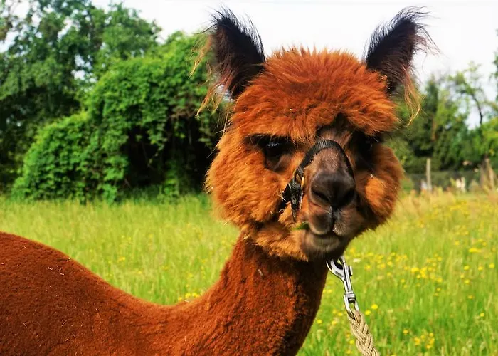 アパート Urlaub Mit Alpakas