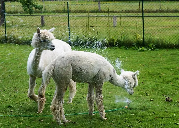 アパート Urlaub Mit Alpakas Sabrodt