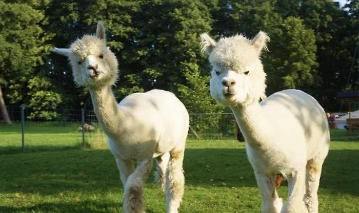 アパート Urlaub Mit Alpakas *