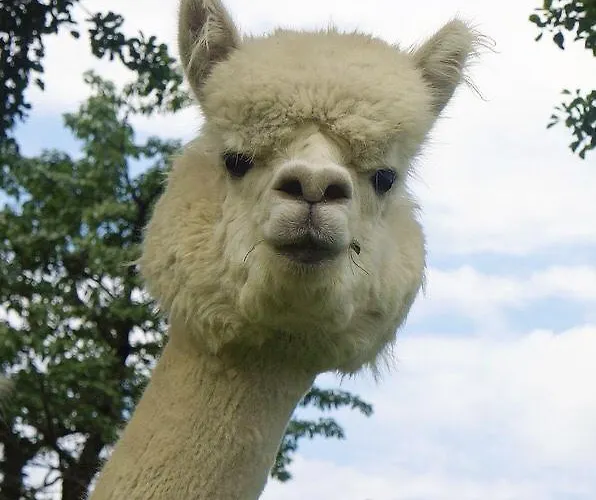 Urlaub Mit Alpakas *