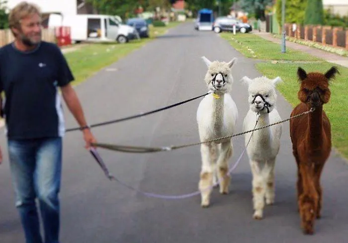 Apartment Urlaub Mit Alpakas *