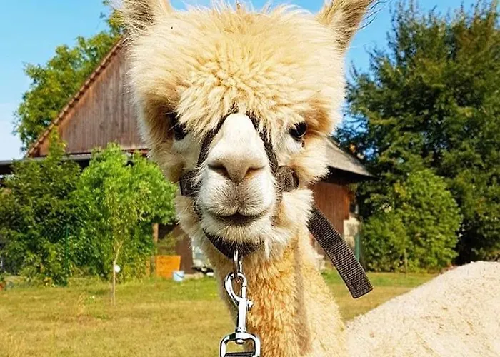 アパート Urlaub Mit Alpakas Sabrodt