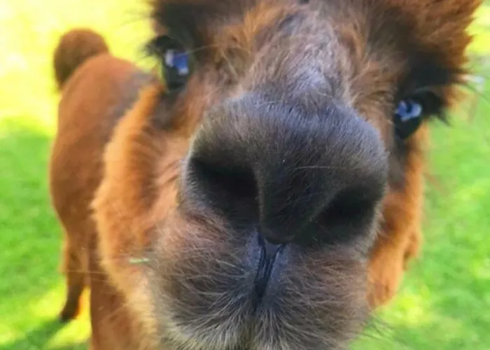 アパート Urlaub Mit Alpakas